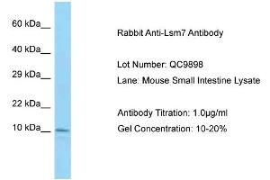Host: Rabbit Target Name: Lsm7 Sample Type: Mouse Small Intestine Lysate Antibody Dilution: 1. (LSM7 抗体  (N-Term))