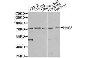 Western blot analysis of extracts of various cell lines, using HAS3 antibody. (HAS3 抗体  (AA 67-281))