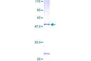 RHOD Protein (AA 1-210) (GST tag)
