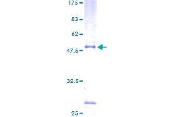 RHOD Protein (AA 1-210) (GST tag)