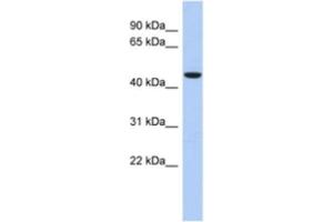 Western Blotting (WB) image for anti-Zinc Finger Protein 566 (ZNF566) antibody (ABIN2463904) (ZNF566 抗体)