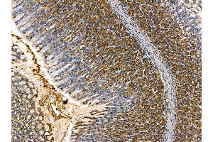 ABIN7095239 and ABIN7099296 at 1/100 staining rat stomach tissue by IHC-P.