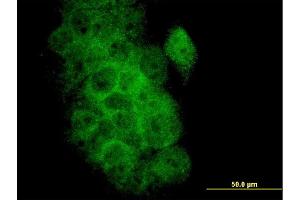 Immunofluorescence (IF) image for anti-BCL2-Like 1 (BCL2L1) (AA 1-233) antibody (ABIN560043)
