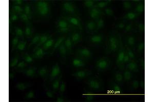 Immunofluorescence (IF) image for anti-Aryl Hydrocarbon Receptor Nuclear Translocator (ARNT) (AA 1-110) antibody (ABIN559953)