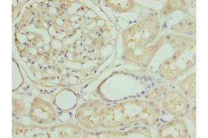 Immunohistochemistry of paraffin-embedded human kidney tissue using ABIN7161463 at dilution of 1:100 (ZNF274 抗体  (AA 1-320))