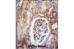 DYNLRB2 antibody (Center) (ABIN654216 and ABIN2844054) immunohistochemistry analysis in formalin fixed and paraffin embedded human kidney tissue followed by peroxidase conjugation of the secondary antibody and DAB staining.