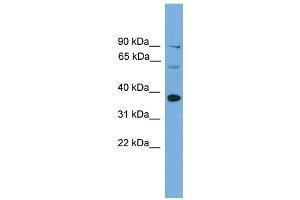 WB Suggested Anti-Irf1 Antibody Titration:  0. (IRF1 抗体  (Middle Region))