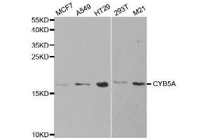 Western blot analysis of extracts of various cell lines, using CYB5A antibody. (CYB5A 抗体  (AA 1-100))