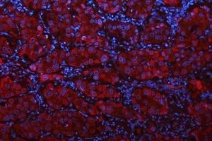 IF analysis of GLS using anti-GLS antibody (ABIN7601603).