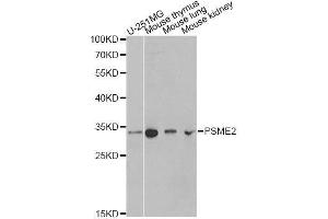 Western blot analysis of extracts of various cell lines, using PSME2 antibody. (PSME2 抗体  (AA 1-239))