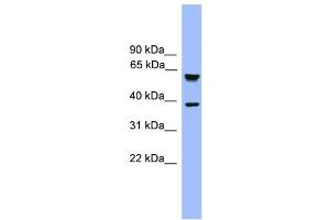WB Suggested Anti-FBXL12 Antibody Titration: 0.
