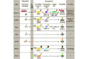 Conjugation pathways for ubiquitin and ubiquitin-like modifiers (UBLs). (ANAPC2 抗体  (C-Term))