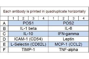 Image no. 1 for Rat Cytokine Array Q2 (ABIN625804) (大鼠 Cytokine Array Q2)