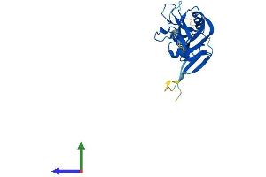 Protein Structure (PS) image for C-Type Lectin Domain Family 4, Member D (CLEC4D) (AA 1-219) protein (His tag) (ABIN7556433)