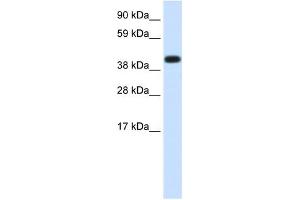 HSPA1A antibody used at 1. (HSP70 1A 抗体  (Middle Region))