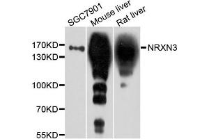 Western blot analysis of extract of various cells, using NRXN3 antibody. (Neurexin 3 抗体)