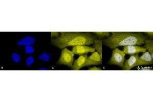 Immunocytochemistry/Immunofluorescence analysis using Rabbit Anti-Phosphoserine Polyclonal Antibody . (Phosphoserine 抗体  (Atto 594))