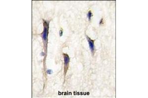 Formalin-fixed and paraffin-embedded human brain tissue reacted with Arhgef9 Antibody (Center) (ABIN389168 and ABIN2839334) , which was peroxidase-conjugated to the secondary antibody, followed by DAB staining. (Arhgef9 抗体  (AA 274-303))