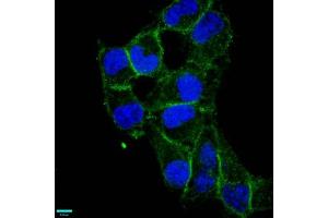 Immunofluorescence staining of Hela cells with ABIN7127287 at 1:87. (Recombinant CD97 抗体)
