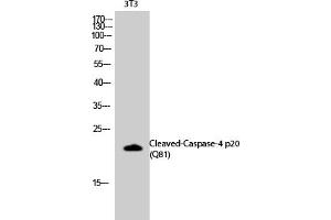 Western Blotting (WB) image for anti-CASP4 p20 (Cleaved-Gln81) antibody (ABIN5955975) (CASP4 p20 (Cleaved-Gln81) 抗体)