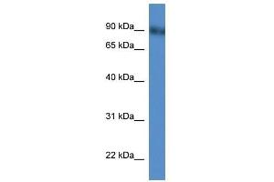 Western Blot showing Pde4d antibody used at a concentration of 1-2 ug/ml to detect its target protein.
