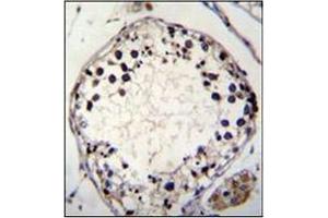 Immunohistochemistry analysis in formalin fixed and paraffin embedded human testis tissue stained with PTCHD3 Antibody (C-term)  followed by peroxidase conjugation of the secondary antibody and DAB staining. (PTCHD3 抗体  (C-Term))