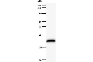 Western Blotting (WB) image for anti-Signal Transducer and Activator of Transcription 3 (Acute-Phase Response Factor) (STAT3) antibody (ABIN933094) (STAT3 抗体)