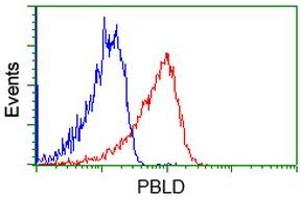 Image no. 1 for anti-Phenazine Biosynthesis-Like Protein Domain Containing 1 (PBLD1) antibody (ABIN1499327) (PBLD1 抗体)