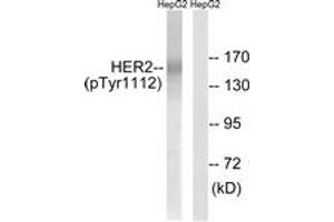 Western blot analysis of extracts from HepG2 cells treated with PMA 125ng/ml 20', using HER2 (Phospho-Tyr1112) Antibody. (ErbB2/Her2 抗体  (pTyr1112))