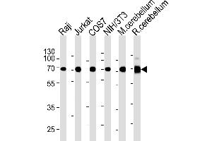 ACHE Antibody (C-term) (ABIN1882203 and ABIN2838474) western blot analysis in Raji,Jurkat,COS7,mouse NIH/3T3 cell line and mouse cerebellum,rat cerebellum tissue lysates (35 μg/lane). (Acetylcholinesterase 抗体  (C-Term))