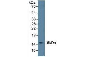 Detection of IL4 in Porcine Spleen Tissue using Monoclonal Antibody to Interleukin 4 (IL4)