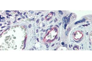 Immunohistochemistry with Human Placenta lysate tissue at an antibody concentration of 5. (Claudin 23 抗体  (C-Term))