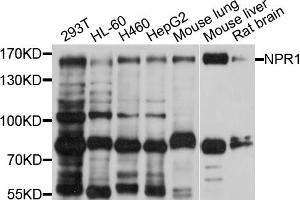Western blot analysis of extracts of various cell lines, using NPR1 antibody (ABIN5998375) at 1/1000 dilution. (NPR1 抗体)