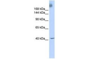 Image no. 1 for anti-TAF1 RNA Polymerase II, TATA Box Binding Protein (TBP)-Associated Factor, 250kDa (TAF1) (AA 1800-1849) antibody (ABIN6740301) (TAF1 抗体  (AA 1800-1849))