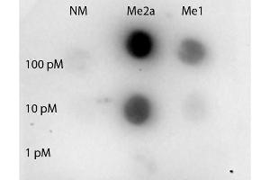 Dot Blot (DB) image for anti-Signal Transducer and Activator of Transcription 3 (Acute-Phase Response Factor) (STAT3) (2meArg31 (asymetric)) antibody (ABIN5596961)
