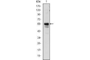Western blot analysis using RUNX1 mouse mAb against Jurkat cell lysate. (RUNX1 抗体)