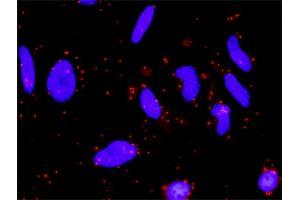 Proximity Ligation Analysis of protein-protein interactions between WNT5A and FZD5. (FZD5 抗体  (AA 72-161))