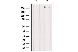 Western blot analysis of extracts from 3t3, using ACC1 Antibody.