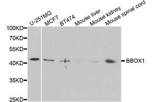 Western blot analysis of extracts of various cell lines, using BBOX1 antibody. (BBOX1 抗体)