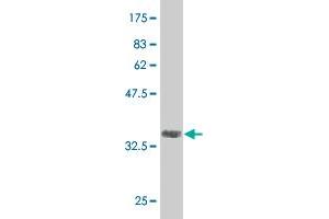 Western Blot detection against Immunogen (36. (CAND1 抗体  (AA 1-100))