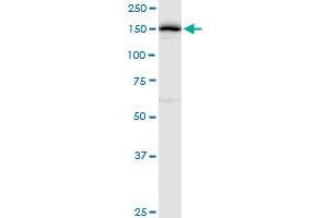 DHX29 MaxPab polyclonal antibody. (DHX29 抗体  (AA 1-1369))