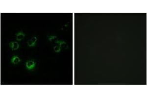 Immunofluorescence analysis of MCF-7 cells, using GPR42 Antibody. (GPR42 抗体  (AA 12-61))