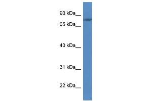 WB Suggested Anti-FLYWCH1 Antibody Titration: 1. (FLYWCH1 抗体  (C-Term))