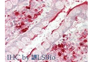 IHC-P analysis of Human Intestine Tissue, with HE staining. (Angiotensin I Converting Enzyme 1 抗体  (AA 814-1071))
