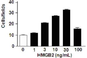 Migration assay with 3T3 mouse cells (HMGB2 蛋白)
