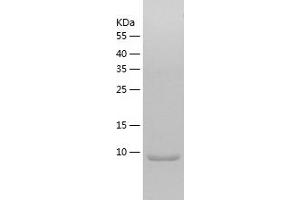 Western Blotting (WB) image for Small Ubiquitin Related Modifier 4 (SUMO4) (AA 1-93) protein (His tag) (ABIN7125145) (SUMO4 Protein (AA 1-93) (His tag))