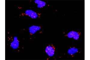 Proximity Ligation Analysis of protein-protein interactions between RPS6KA5 and ATF2. (ATF2 抗体  (AA 91-190))
