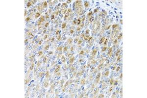 Immunohistochemistry of paraffin-embedded mouse stomach using MTX2 antibody at dilution of 1:100 (x40 lens). (MTX2 抗体)
