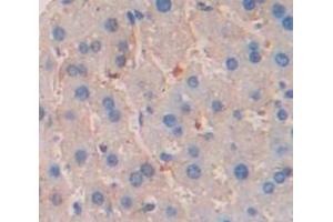 IHC-P analysis of Mouse Tissue, with DAB staining. (GZMA 抗体  (AA 29-260))