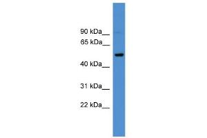 WB Suggested Anti-CD4 Antibody Titration: 0. (CD4 抗体  (C-Term))